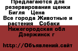 Предлагаются для резервирования щенки Бигля › Цена ­ 40 000 - Все города Животные и растения » Собаки   . Нижегородская обл.,Дзержинск г.